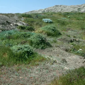 Lepidum oblongum habitat, above west end of Daytona Beach, San Nicolas Island
