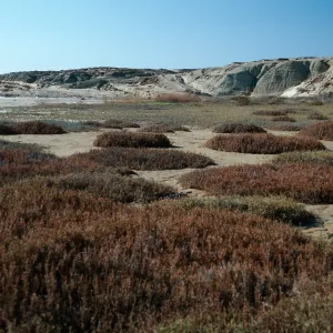 Salicornia, at sand spit, San Nicolas Island