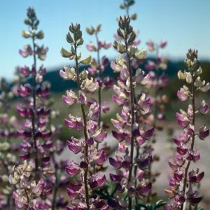 Mt. Pinos (Lupine)