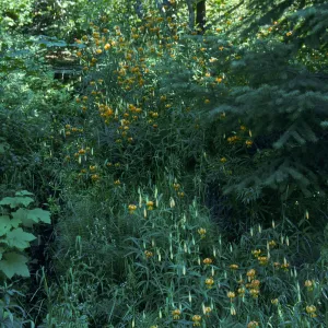 Lilium pardalinum, Leopard Lily, Bald Mountain, Oregon