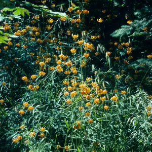 Lilium pardalinum, Leopard Lily, Bald Mountain, Oregon