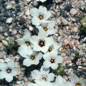 Hungry Valley, Gorman