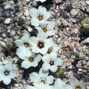 Hungry Valley, Gorman