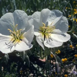 Hungry Valley, Gorman