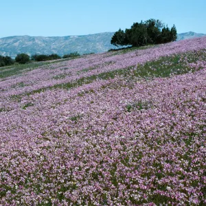 Aliso Canyon, Cuyama