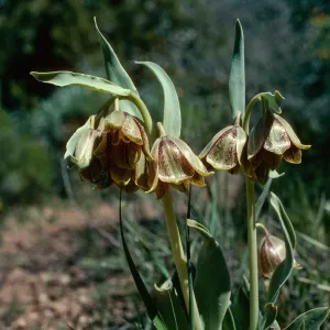 Fritillaria agrestis, Ballinger Canyon