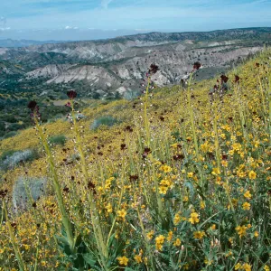 Caulanthus inflatus, Desert Candle, Ballinger Canyon