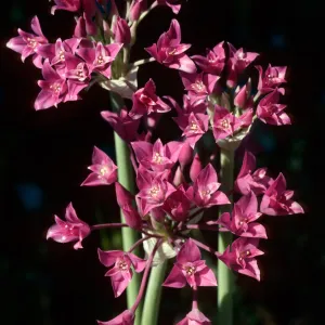 Allium, onion, Ballinger Canyon