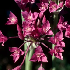 Allium, onion, Ballinger Canyon