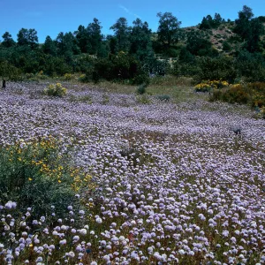 Gilia capitata, Globe Gilia, Ballinger Canyon