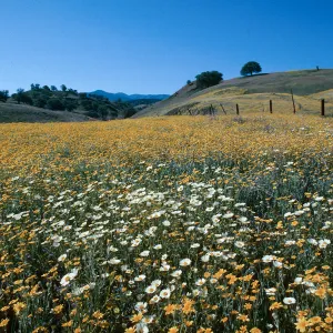 Monolopia (Hillside Daisy) and Layia heterotricha (White Daisy), Cottonwood