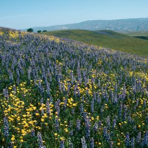 Cottonwood Canyon