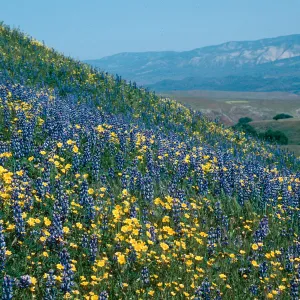 Cottonwood Canyon