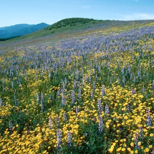 Cottonwood Canyon