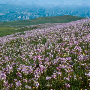 Cottonwood Canyon