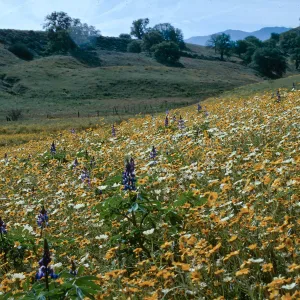 Cottonwood Canyon, Cuyama