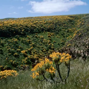 Coreopsis gigantea, Giant Coreopsis, Santa Barbara Island