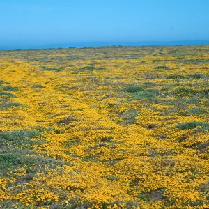 Lasthenia californica, Goldfields, Fraser Point, Santa Cruz Island