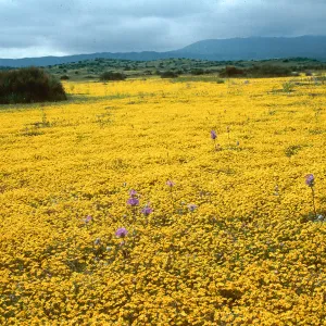 Santa Cruz Island
