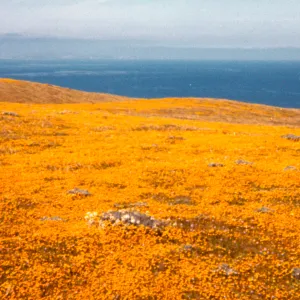 Santa Rosa Island
