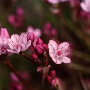 Allium praecox, Early Onion, Santa Rosa Island