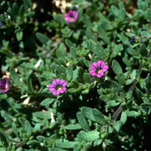 Petunia parviflora, Wild Petunia, Santa Rosa Island