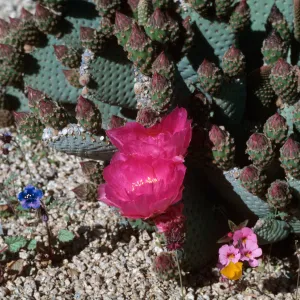 Joshua Tree