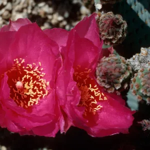 Joshua Tree