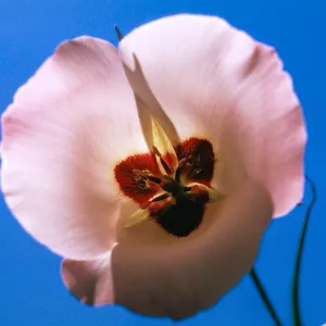 Calochortus catalinae