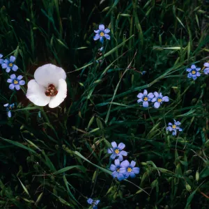 Calochortus catalinae