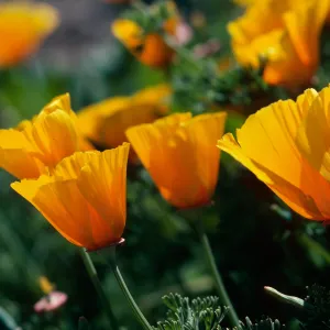 MontaÃ±a de Oro, (California Poppy)