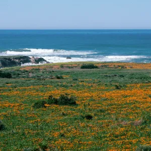 MontaÃ±a de Oro, (California Poppy)