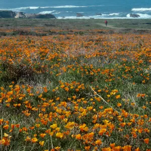 MontaÃ±a de Oro, (California Poppy)