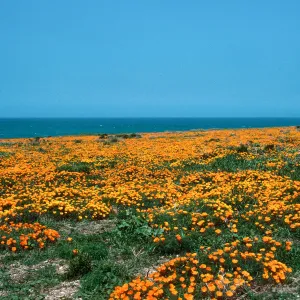 MontaÃ±a de Oro, (California Poppy)