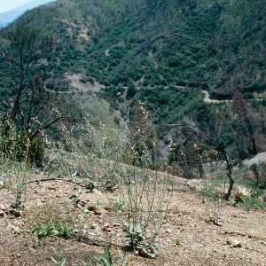 Caulanthus amplexicaulis v. barbarae, Marre Burn, Cody Road, 3.4-5.8 miles, gate
