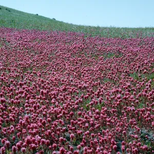 Castilleja, Orthocarpus, Owls Clover