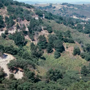  Orcutt