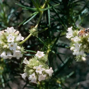 Eriodictyon (Yerba santa), Orcutt