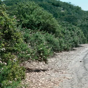 Eriodictyon (Yerba santa), Orcutt