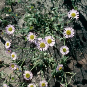 Erigeron, Orcutt burn
