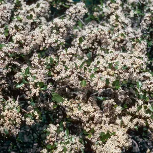 Ceanothus cuneatus, Cachuma Dam