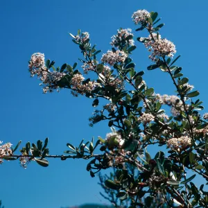 Ceanothus megacarpus, Painted Cave