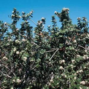 Ceanothus megacarpus (crassifolius?), Painted Cave (California Lilac)