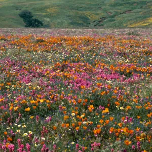 Cottonwood Canyon