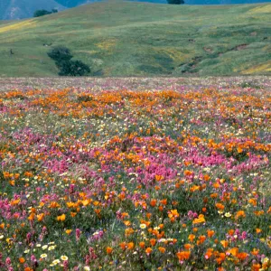 Cottonwood Canyon