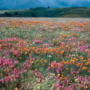 Cottonwood Canyon