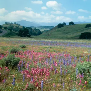 Cottonwood Canyon (Lupine) (Indian Paintbrush)