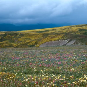 Cottonwood