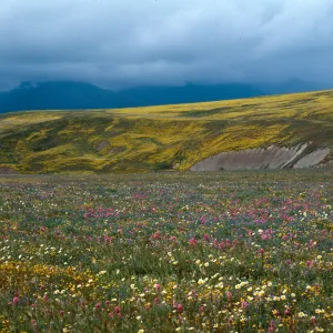 Cottonwood Canyon