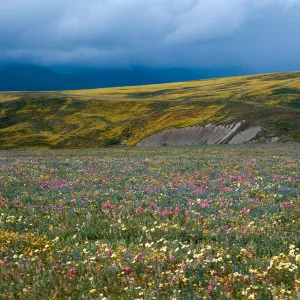 Cottonwood Canyon